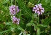 Red Clover
