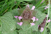 Red Dead-nettle