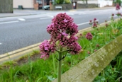 Red Valerian