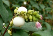 Snowberry