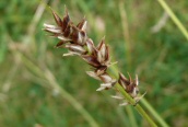 Spiked Sedge
