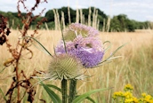 Teasel