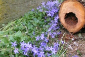 Trailing Bellflower