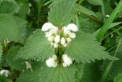 White Dead-nettle 