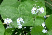 Water Forget-me-not 