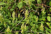 Wood Sage