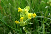 Yellow Rattle
