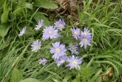 Blue Anemone