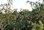 Buddleia