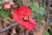 Chinese Quince