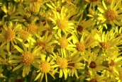 Common Ragwort