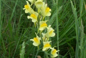 Common Toadflax