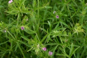 Cut-leaved Crane's-bill