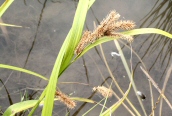 Cyperus Sedge
