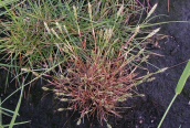 Early Hair-grass