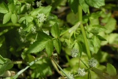 Fool's Watercress