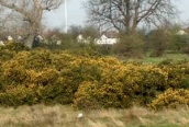 Gorse