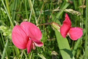 Grass Vetchling