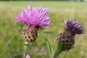 Greater Knapweed
