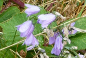 Harebell