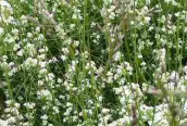 Heath Bedstraw