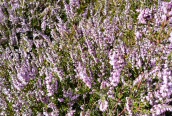 Heather