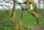 Hornbeam