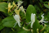 Japanese Honeysuckle