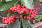Late Cotoneaster