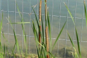 Lesser Reedmace
