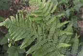 Male Fern