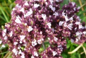 Marjoram