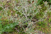Marsh Cudweed