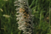 Meadow Foxtail