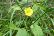 Nipplewort