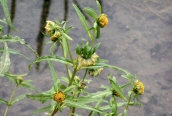 Nodding Bur-marigold