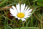 Ox-eye Daisy
