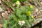 Pineapple Mayweed