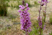 Purple Loosestrife