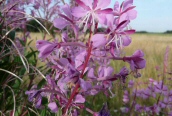 Rosebay Willowherb