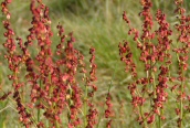 Sheep's Sorrel