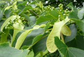 Small-leaved Lime