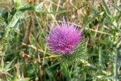 Spear Thistle