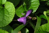 Sweet Violet