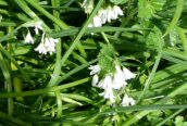 Three-cornered Garlic