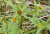 Trifid Bur-marigold