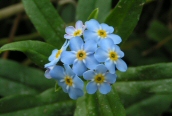 Water Forget-me-not 