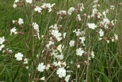 White Campion