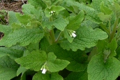 White Comfrey