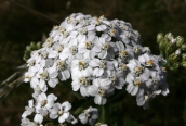 Yarrow